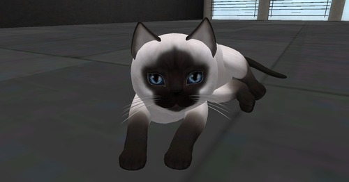 Web 5164a5c552f6025c1d000001