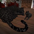 Thumb 5661b4539934e00bde000001