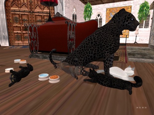 Web 568e62e13f942f22b9000001