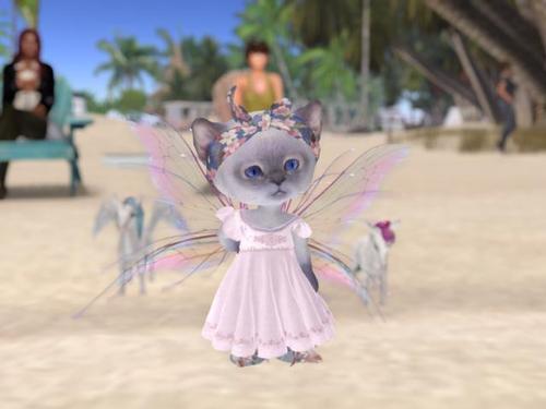 Web 596f55cfd774f87783000001