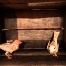 Thumb 50bffab32f98cd522f000001