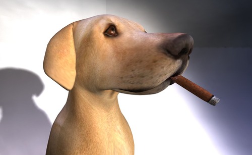 Web 517adb9943e265649f000001