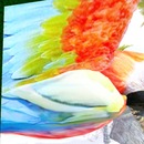 Thumb 5553da43a73e21223e000001