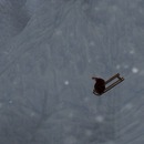 Thumb 567840f0f8a1ec3c83000001