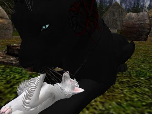 Web 5b3581c373ed17758b000001