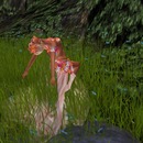 Thumb 54bed6f78da57243b5000001