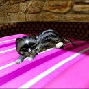 Thumb 5539113df8a1ec067a000001