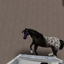 Thumb 529461846e3f1849ff000001