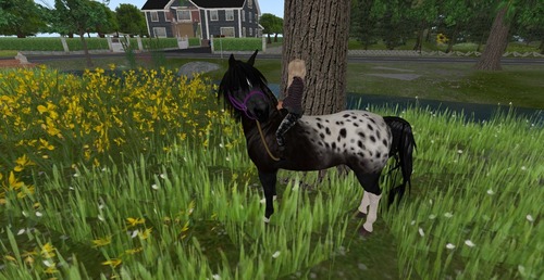 Web 529ed48a22108c21a7000001