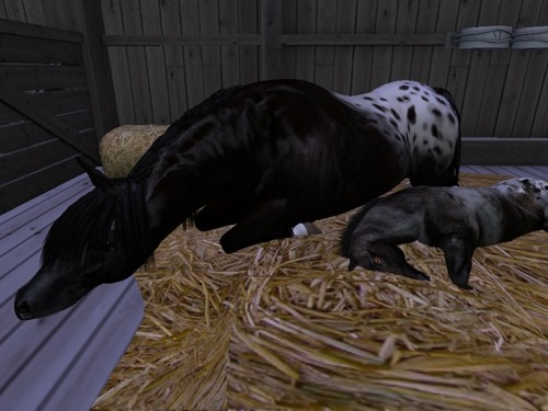 Web 577b69a5b713f72257000001