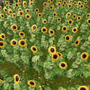 Thumb 6632dbeafa707355a841394c