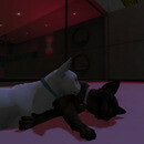 Thumb 665e8cf692997443a37293cf