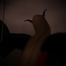 Thumb 55624af6128cc937c3000001