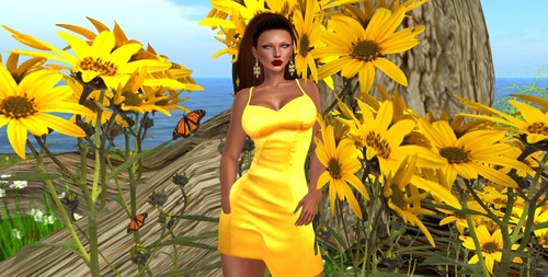 Web 546691d48da57250b1000001