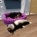 Thumb 67b2875c630f075dc059cc7c