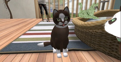 Web 5266e9942571cb2f46000001