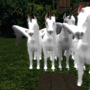 Thumb 572738cfe85cda0a7f000001