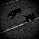 Thumb 56ad7069f8a1ec7d46000001