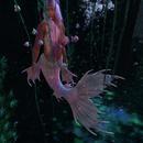 Thumb 62377808eb58b30345623cb4