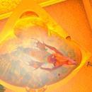 Thumb 623781b4972bb62b745db03b