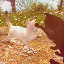 Thumb 62423f8b98366d2c66423edf