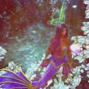 Thumb 62452a2db9336e2780eedffd