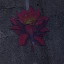 Thumb 6247772298ed954611895231