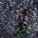 Thumb 624fea5798366d4a8d423edf