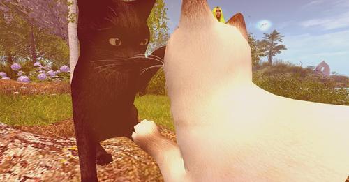 Web 62423fb0972bb655be5db03b