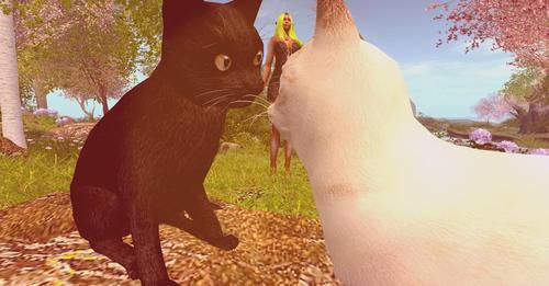 Web 62423fc0272df71294bd308f