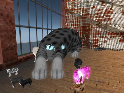 Web 5bd08de3289dd22281000001