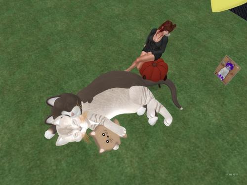 Web 5c6dfa1dd774f86547000001