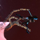 Thumb 51a2e37b8816236cf1000001