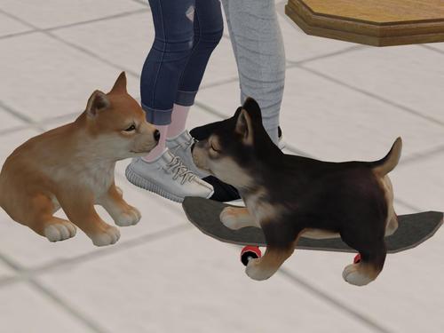 Web 595306b3d774f8798f000001