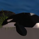 Thumb 51240d6288bfc016b8000001