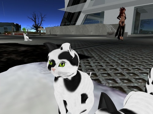 Web 53d9f155a73e216eef000001