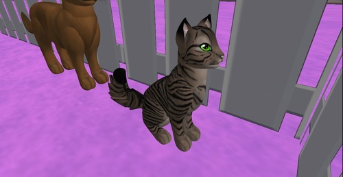 Web 52fdee858da5722b2c000001