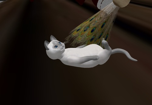 Web 50d89432845ffc1951000001