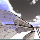 Thumb 52a40b6553635e75b4000001