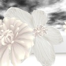 Thumb 5327e4fda73e216728000001