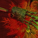 Thumb 532d1e25a73e211be0000001