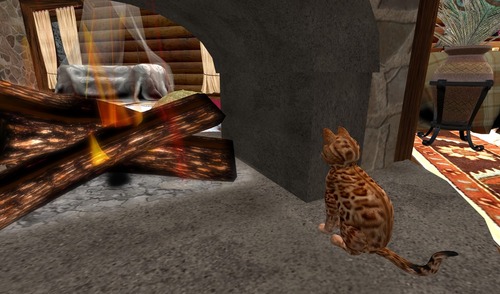 Web 5467a337128cc9584f000001