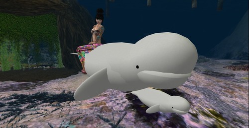 Web 516dc55f118cb73237000001