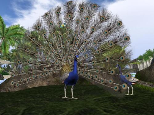 Web 5daaf264289dd2337a000001