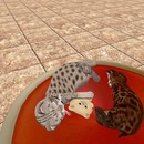 Thumb 577ccdbce85cda4a6b000001