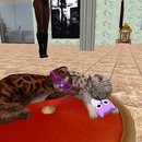 Thumb 57d11186b713f74f7a000001