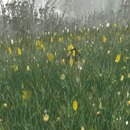 Thumb 5231e9ceab41090135000001