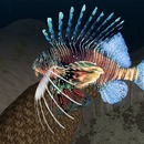 Thumb 539c2b048da57205e6000001