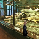 Thumb 567d69bc3f942f307f000001