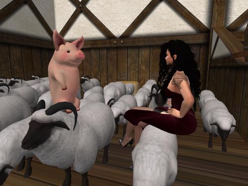 Web 5c7821cc73ed170dd4000001